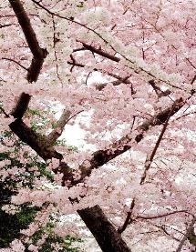 Cherry Blossoms